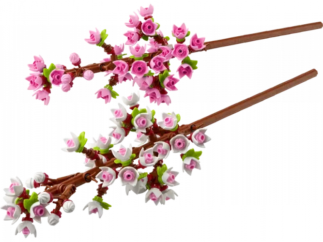 Třešňové květy